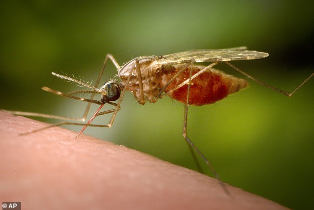 Scientists have warned that mutated Anopheles funestus mosquitoes (pictured) could jeopardize efforts to combat malaria as they develop resistance to insecticides (file photo)