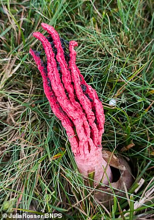 The alien fungus has been nicknamed 'Devil's Fingers' thanks to its creepy, hand-like appearance