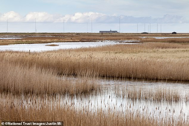 If the idea of ​​even seeing a spider makes you itch, make sure you stay away from Orford Ness. According to the British Arachnological Society, the nature reserve and former 20th century military testing site is 'teeming' with spiders.