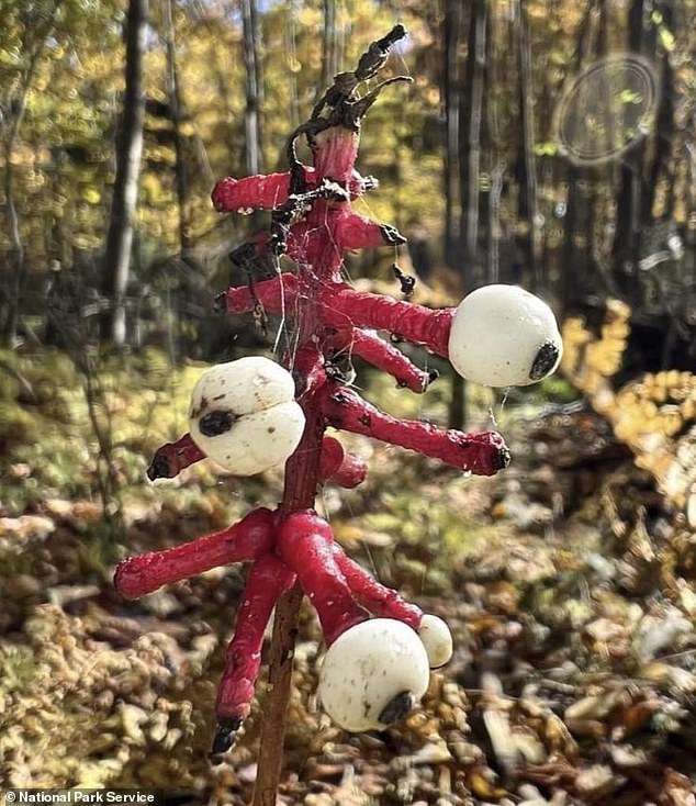 The white baneberry plant has pink stems with berries that resemble eyeballs