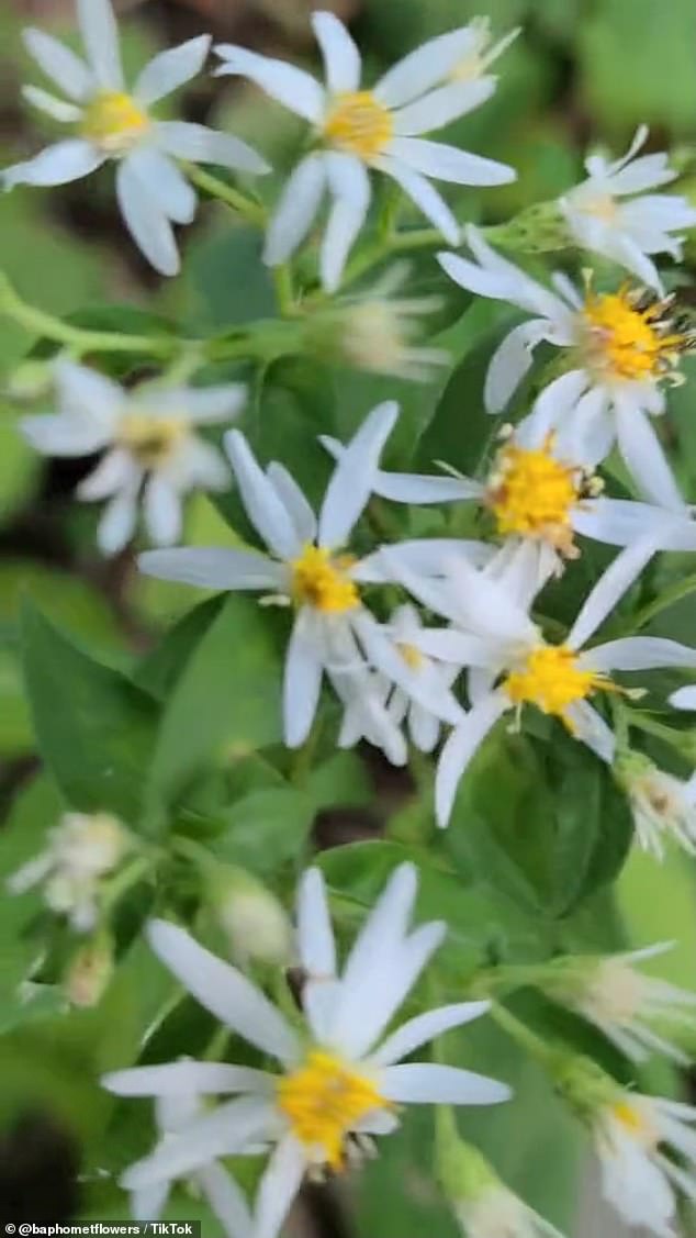 White baneberries bloom from July to October in woodland environments