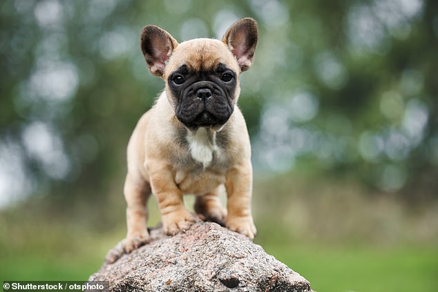 With their wrinkly faces and bat-like ears, it's no surprise that French Bulldogs have become a favorite breed among celebrities