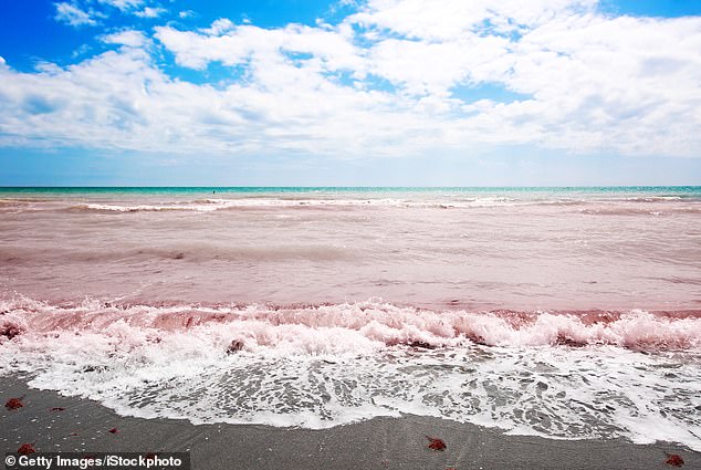 Red tides occur when Karenia brevis grows out of control, turning the water reddish brown and producing a powerful neurotoxin.