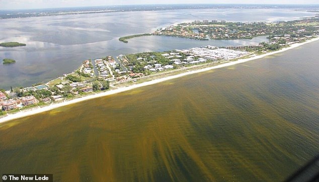 A hurricane can bring harmful algal blooms closer to shore, sometimes pushing them hundreds of miles offshore