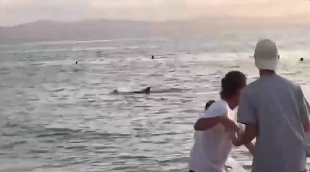 Footage shows the mammal swimming next to the man and apparently bumping into him as the terrified swimmer tries to get away