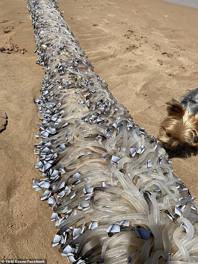 A South Australian woman discovered a long piece of wood covered in barnacles while walking her dog on the beach