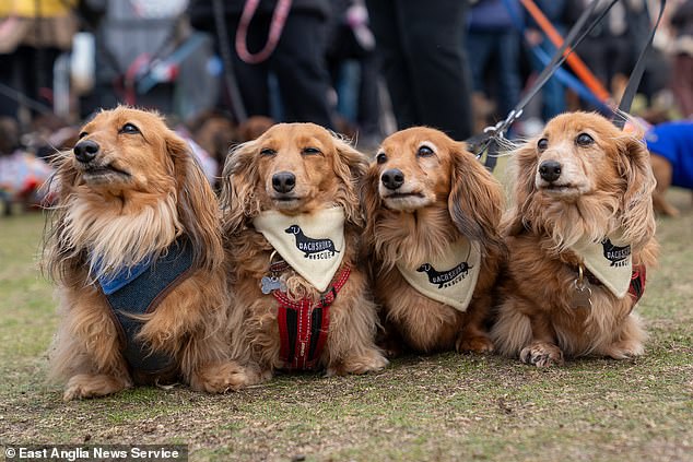 More than a thousand dachshunds – and their equally enthusiastic owners – gathered this weekend for the world's largest sausage dog event