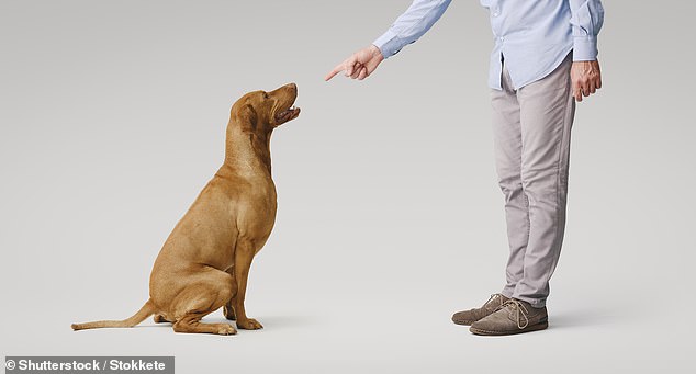 The way your parents raised you could influence the way you interact with your dog, according to new research (stock image)