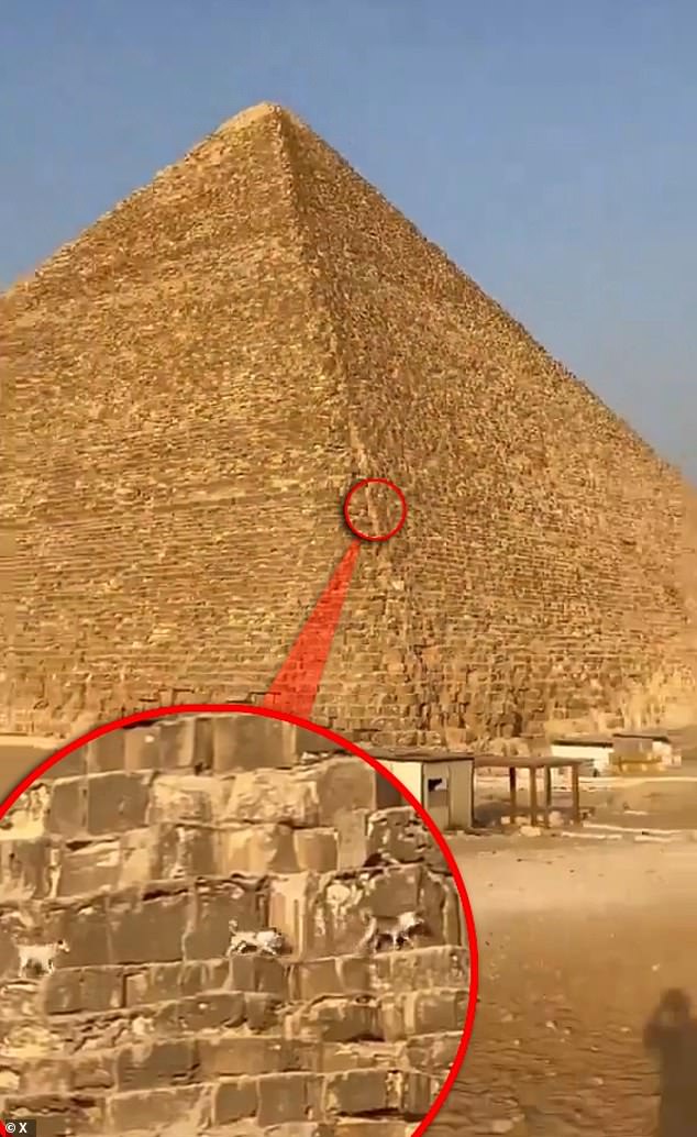 It is unclear whether the three dogs in this new video are Apollo and his packmates. But it's not unlikely, as this seems to be the only pack that regularly climbs the pyramid