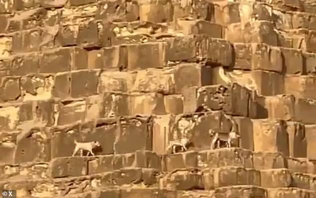 A new video shows three dogs trotting along the side of the pyramid about halfway up the pyramid. Their lively ports and wagging tails suggest they are safe and happy