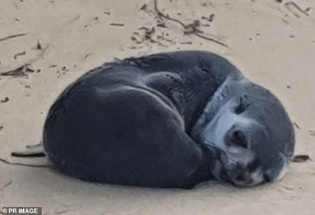 Victoria Police are appealing for witnesses after the young sub-Antarctic fur seal (pictured) was found with serious injuries on Bunga Beach near Lakes Entrance, eastern Victoria