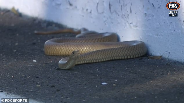 The snake is believed to be an eastern brown snake, one of the most venomous snakes in Australia