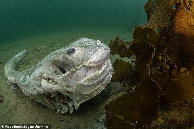 Gruesome photos of the carcasses of dead and rotting rays in a bay in Sydney Harbor have sparked outrage among local divers and environmentalists