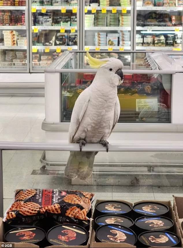 The race is on to lure a 'friendly' cockatoo (pictured) to leave a shopping center in Campbelltown, Sydney, after flying in through the loading dock about four weeks earlier.