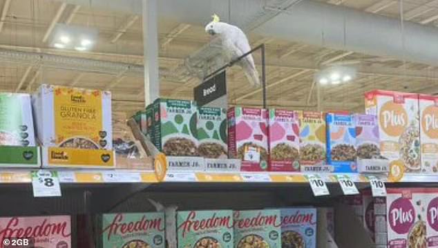 It is believed the cockatoo is trapped in the shopping center due to the almost constant food source in a Coles (pictured) and the food court