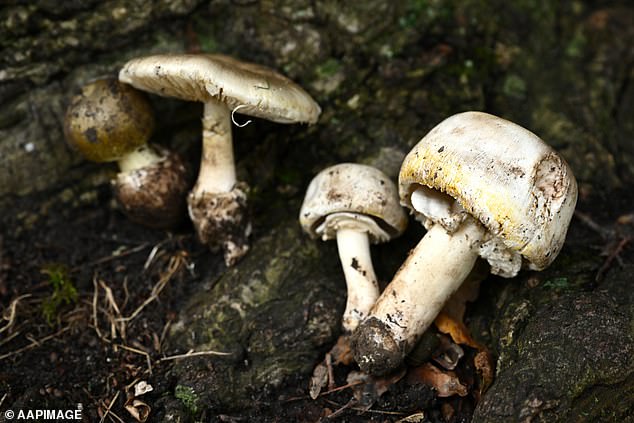 An elderly Melbourne woman has died after accidentally eating suspected poisonous mushrooms during dinner of tuna and rice (pictured are poisonous death's cap and yellow-spotted mushrooms)