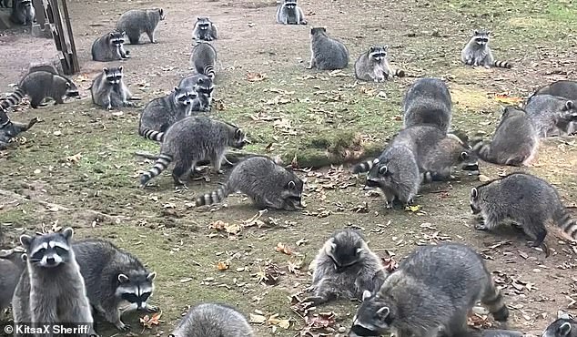 Nearly 100 raccoons swarmed a Washington woman's home last week in hopes of getting their next meal