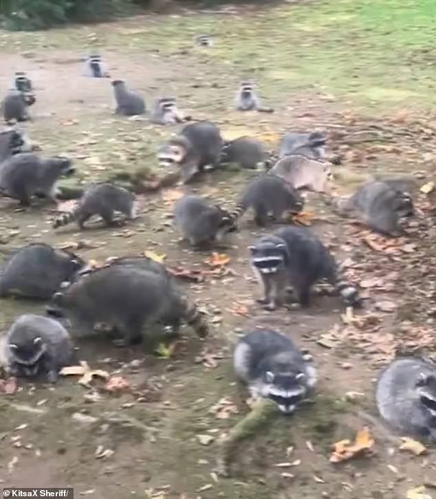 The unnamed woman started leaving food for the nighttime bandits without any problem more than 35 years ago, but the raccoon population exploded just six weeks ago