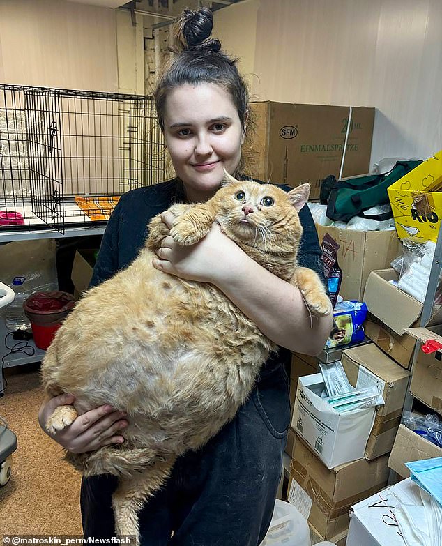 Kroshik (pictured), a 38-pound cat, tragically died just weeks after his daring attempt to escape from a pet fat camp