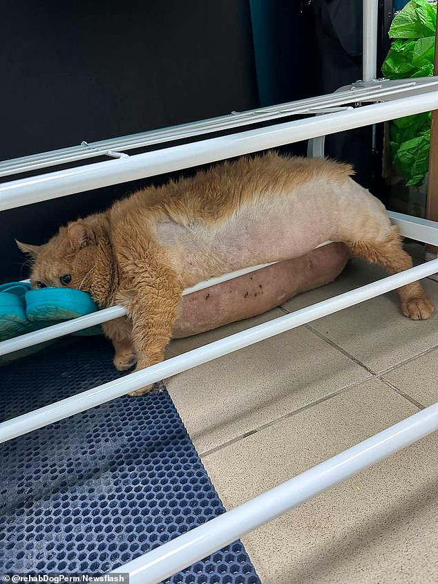 Brazen Kroshik once tried to escape from the fat loss camp but ended up trapped between the bars of a shoe rack, with an unfortunate photo showing his stomach hitting the ground and his face being pressed into a plastic surgery lump.