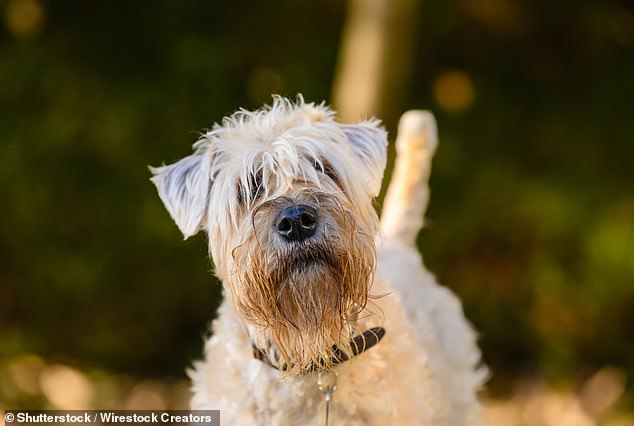 India and her family said a tearful farewell to their beloved Minty, a Wheaten terrier, on Tuesday (stock image)