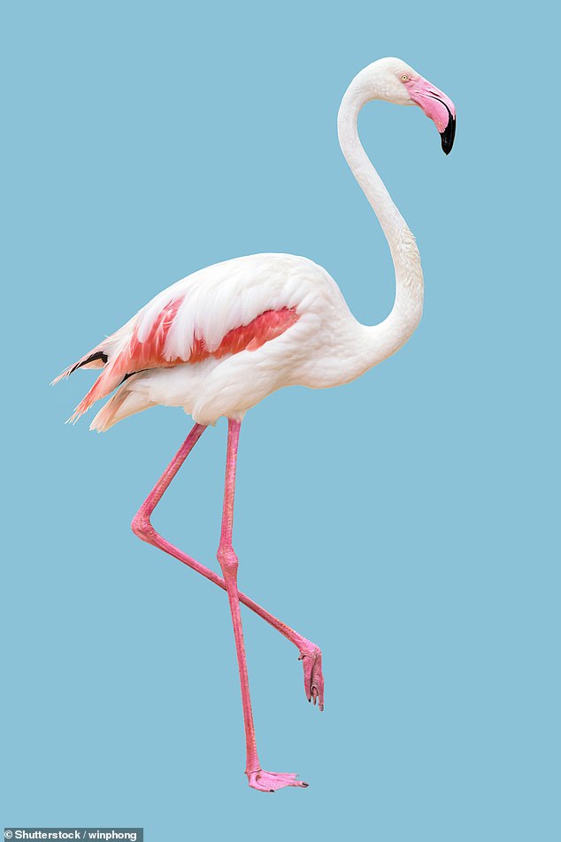 It's often said that being able to balance confidently on one leg is a good test of your health - and not just for flamingos