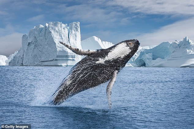 A humpback whale is seen during a glacier cruise in Greenland