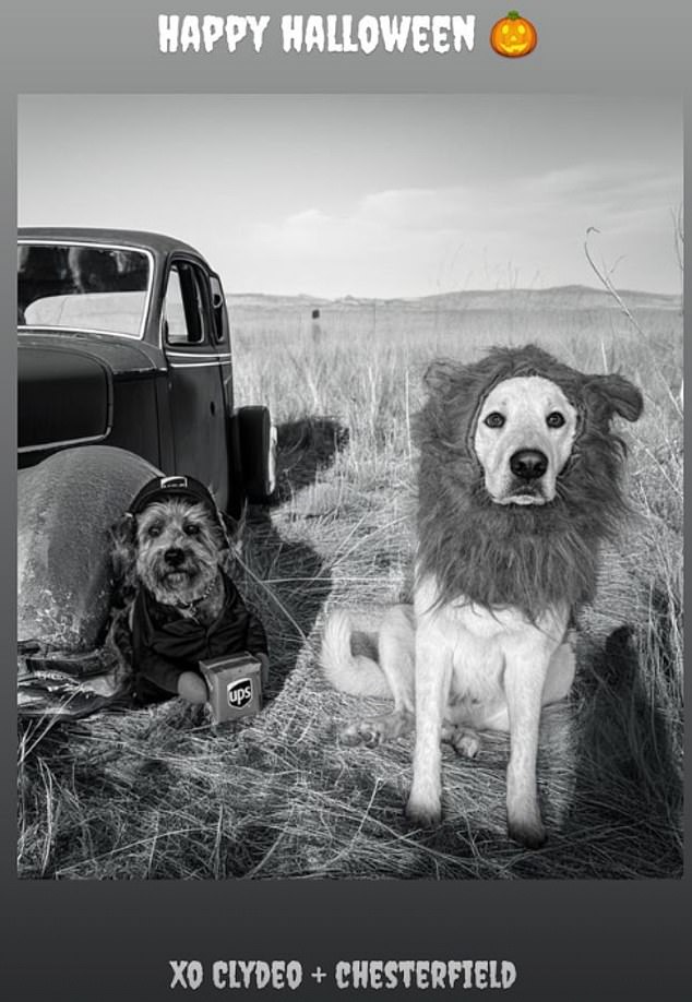 Here are Clyde, left, and Lord Chesterfield, right, as a lion