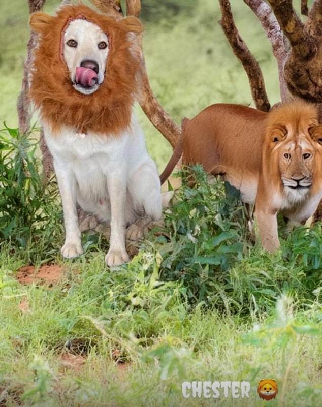 The dogs were photoshopped into fake backgrounds