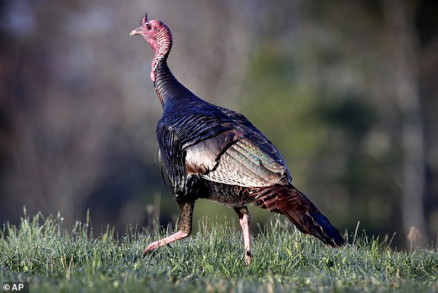 Wild turkeys also fall under the 'Do Not Eat' advisory because consuming the chemicals can lead to an increased risk of cancer or low birth weight in newborns