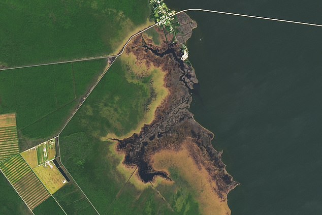 In this 2024 image, the ghost forest appears light brown and stands out against the bright green, healthy forest