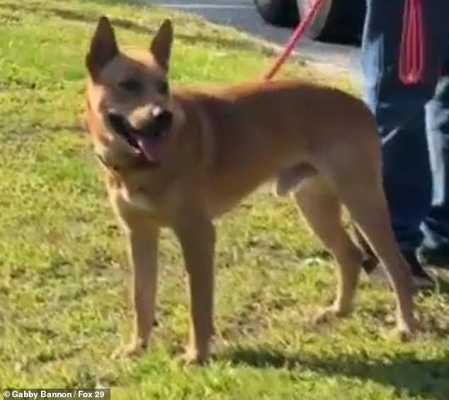 Rusty's love for his new family was proven just two weeks later when he started pacing and barking while Bannon and her babies napped.