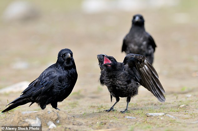 Professor Marzluff recalled that on one occasion he was subjected to aggressive 'scolding' caws from 47 of the 53 crows he encountered (stock photo)