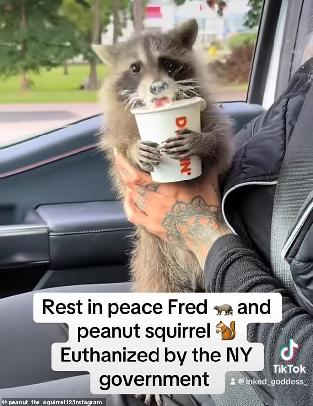 Fred the raccoon was also euthanized by New York State officials on Friday