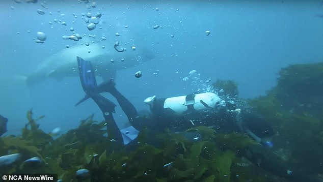 The 13-foot white shark swam close to the divers, with Tim Ryan telling 9 News it was directly above him with its mouth slightly open and close enough to touch. Image: supplied.