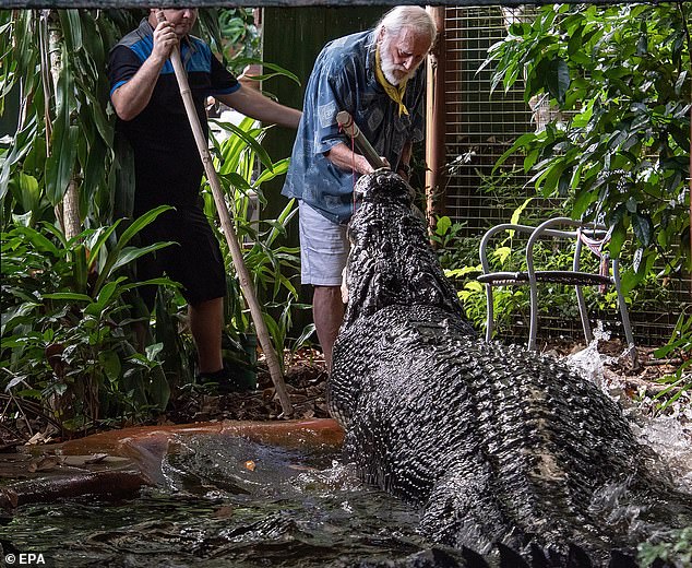 George Craig of Green Island Marineland Melanesia (pictured) feeds Cassius who has died aged 110