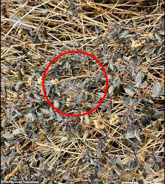 Several Facebook users admitted they couldn't find the snake even when the company added a red arrow pointing to the skin