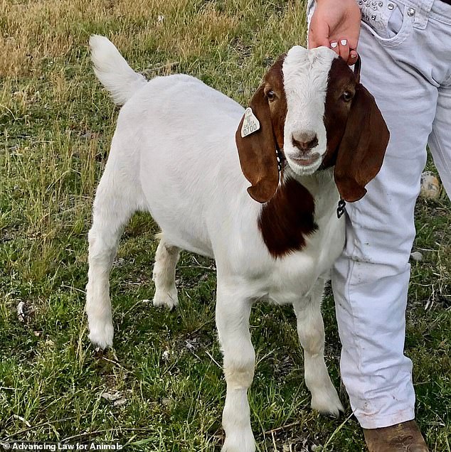 The unimaginable ordeal occurred when the young girl's beloved companion, Cedar, was captured as part of a program designed to teach young people how to care for farm animals, despite the family's desperate pleas and emotional protests.