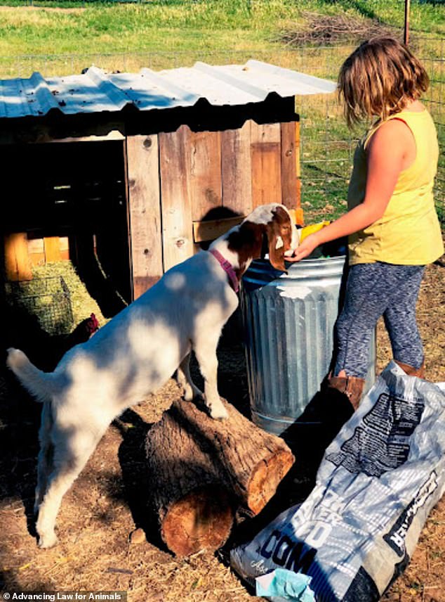 Long's family purchased Cedar, a seven-month-old white Boer, in April 2022 and the animal quickly became attached to her nine-year-old daughter - who fed and cared for it every day.