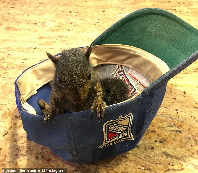 Peanut the squirrel had more than 580,000 followers online and seemed to spread joy