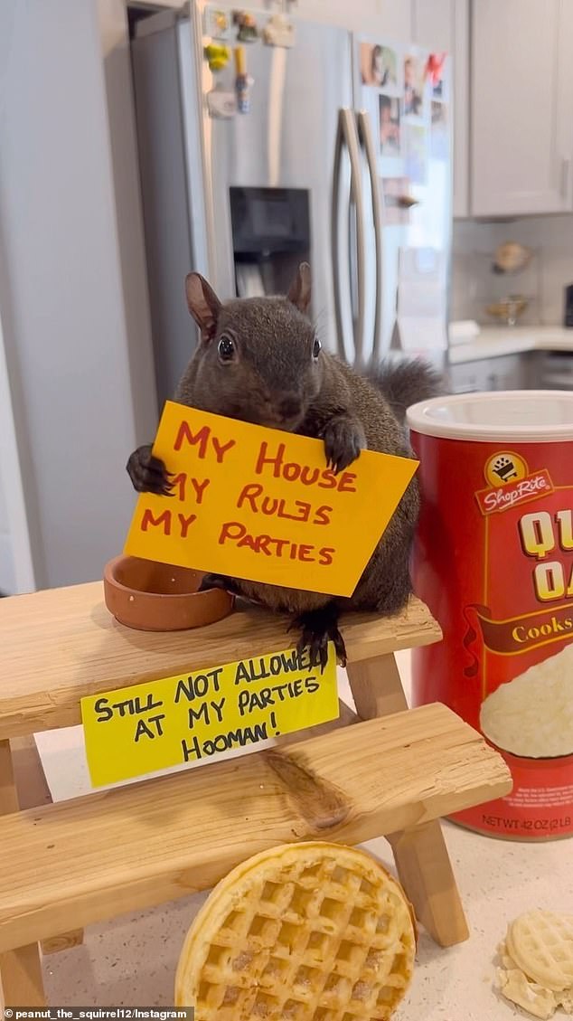 The squirrel lived with Mark Longo for the past seven years