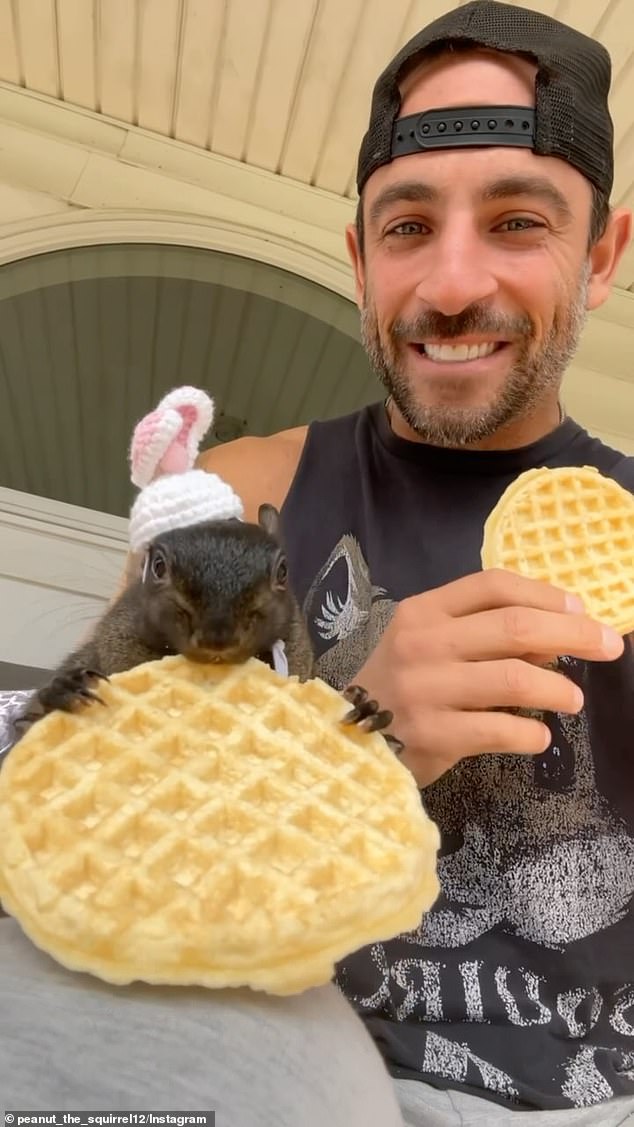 Others called for someone to take revenge on behalf of the squirrel, who had more than half a million followers – and had touched the hearts of many more – on social media. Longo posted a message on Sunday to further remember his old breakfast partner, who had a penchant for waffles.