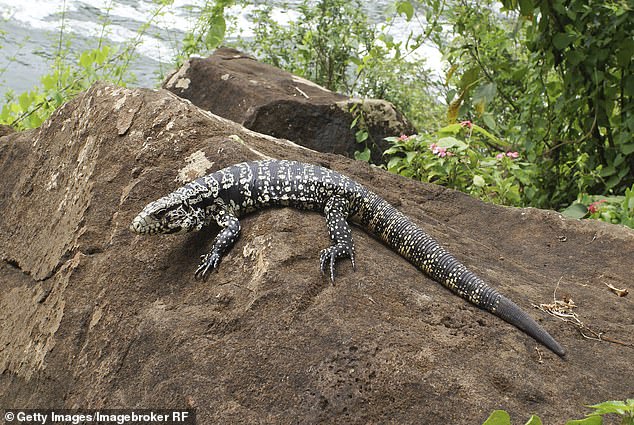 The invasive lizards, which can grow up to five feet in length, have been spotted in Cleveland, the Charleston mountains and in the Midlands