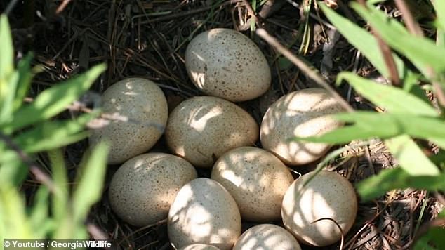 The non-native lizards have specifically invaded the state's natural ecosystem, consuming quail, turkey, alligators and ground-nesting bird eggs