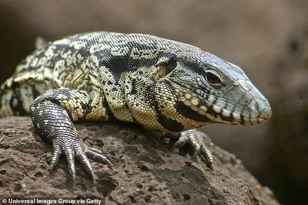 Compared to other lizards, Tegus can withstand the cold and can raise its body temperature 50 degrees above the current climate