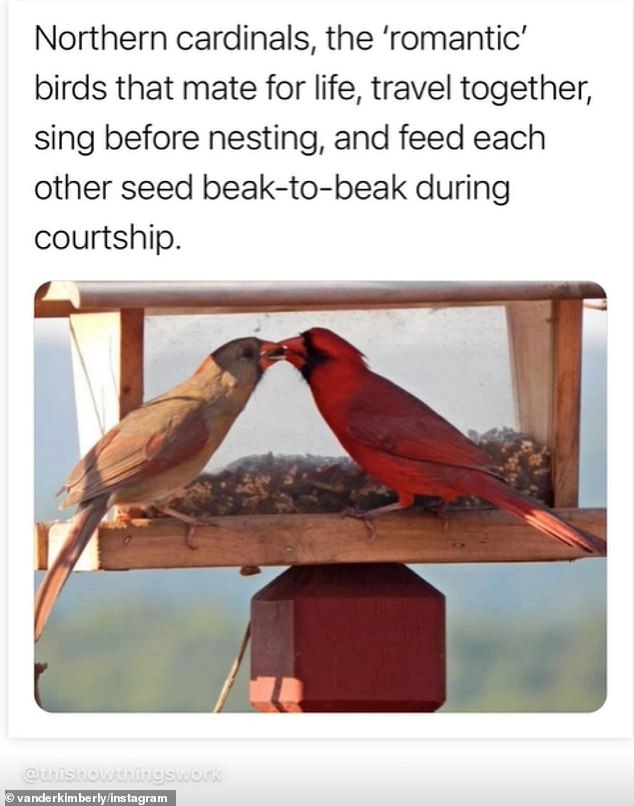 The 42-year-old 'medically intuitive' post from Instastoried How Things Work about northern cardinals being romantic because they 'mate for life, travel together, sing before nesting and feed each other from beak to beak during courtship'