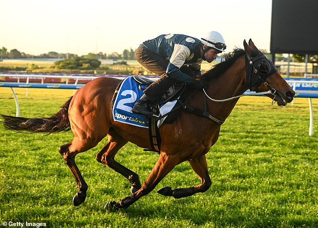 Williams believes Melbourne Cup favorite Buckaroo may struggle over the 3200m