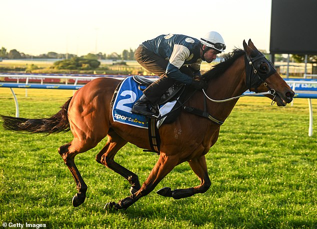 Buckaroo had to settle for second place in the Caulfield Cup, but is ready for the Melbourne Cup