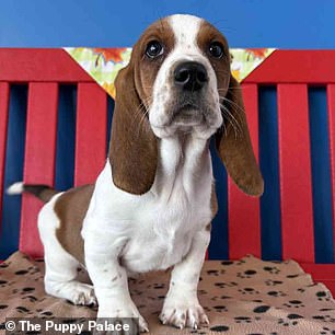 Jack, a basset hound for sale at The Puppy Palace