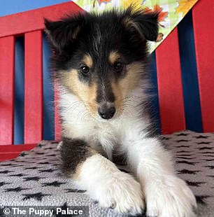 Anita, a collie for sale at The Puppy Palace